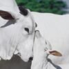 Rituel Bœuf Blanc