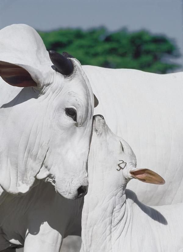 Rituel Bœuf Blanc